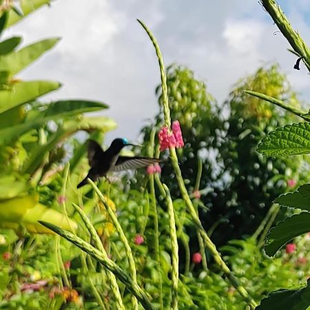 Finca La Puesta Del Sol - Miramar De Sierpe Dış mekan fotoğraf