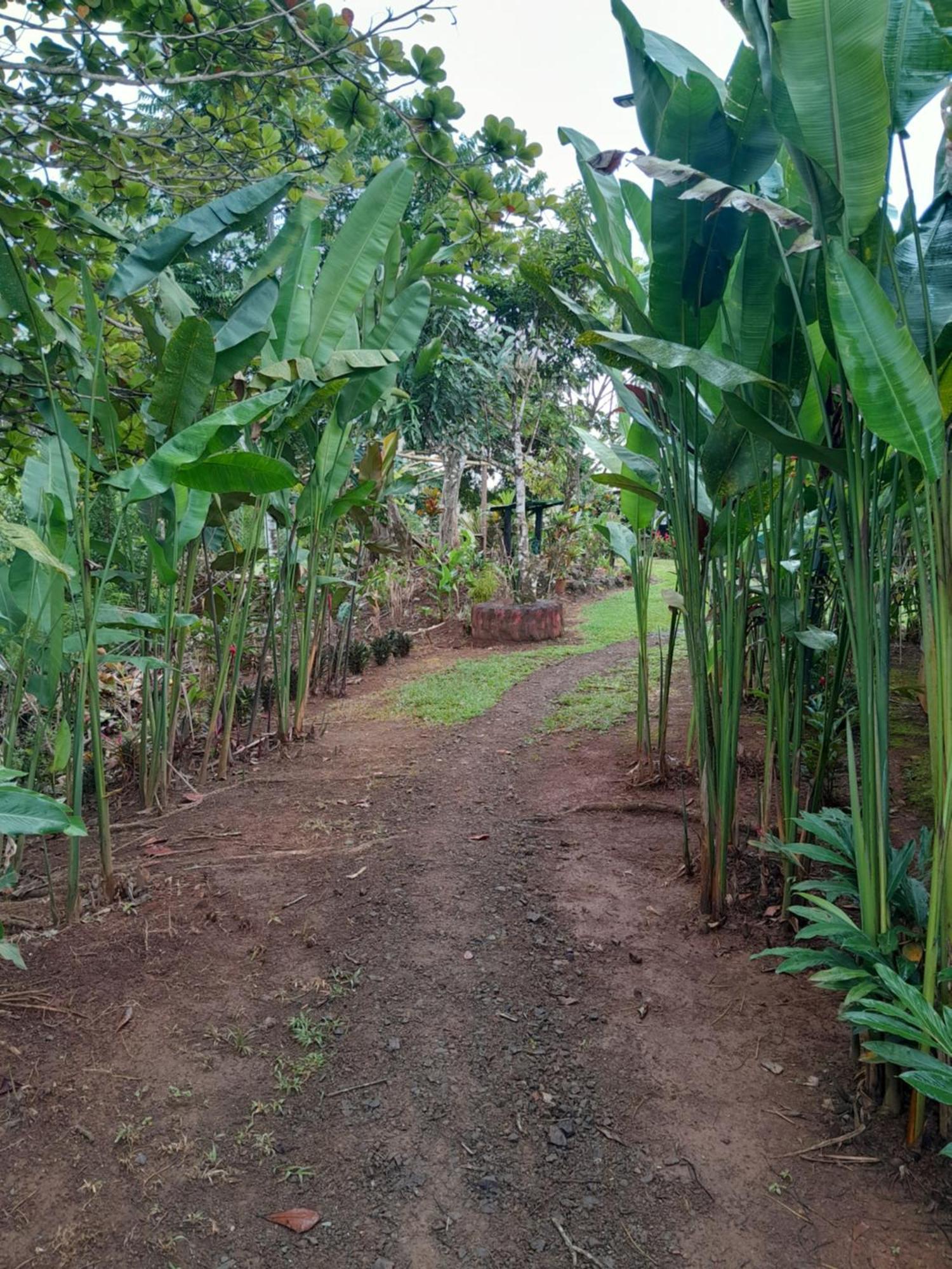 Finca La Puesta Del Sol - Miramar De Sierpe Oda fotoğraf